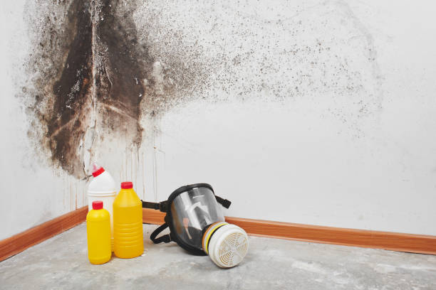 Professional Mold Removal in Bay City, OR