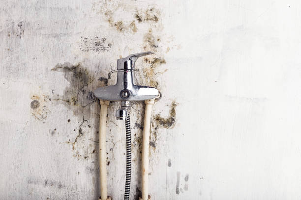 Best Same-Day Mold Removal  in Bay City, OR