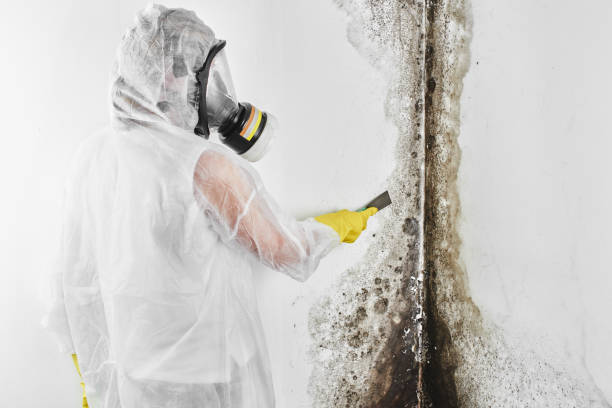 Home Mold Removal in Bay City, OR