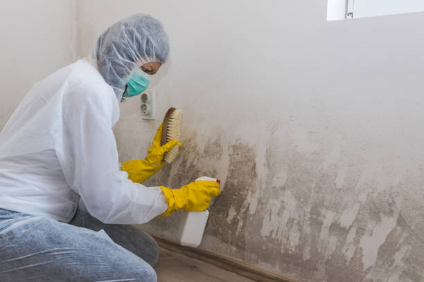 Best Attic Mold Removal  in Bay City, OR
