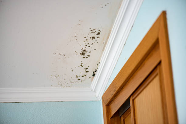  Bay City, OR Mold Removal Pros